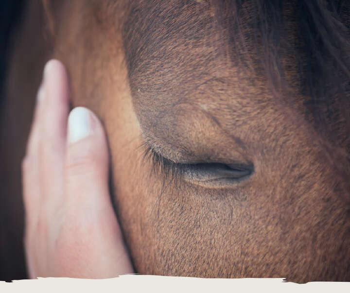 teaser pferd pferdepflege haut derby teaser pferd pferdepflege haut derby